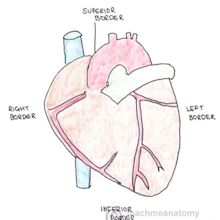 Surface Anatomy of the Heart - TeachMeAnatomy