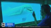 Miami Seaquarium owner files federal lawsuit against Miami-Dade County