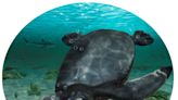 Descubren en España los fósiles de una tortuga marina del tamaño de un automóvil