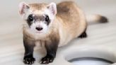 Cloning makes three: Two more endangered ferrets are gene copies of critter frozen in 1980s