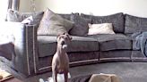 Watch This Italian Greyhound's Hilarious Reaction To Being Caught in the Act of Destroying His Dog Bed