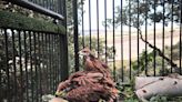 La Junta impulsa la cría de tres pollos de águila imperial ibérica en Granada