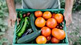 Buenos tiempos para la agricultura ecológica: crece la superficie, baja la media de edad y mayor incorporación de la mujer