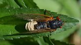 Rare parasitic cicada fungus confirmed in Missouri, turns the insects into hypersexual 'zombies'