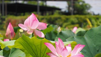 白河蓮花季登場 雙層巴士餐車遊後壁白河，體驗田園風光、蓮鄉風情！