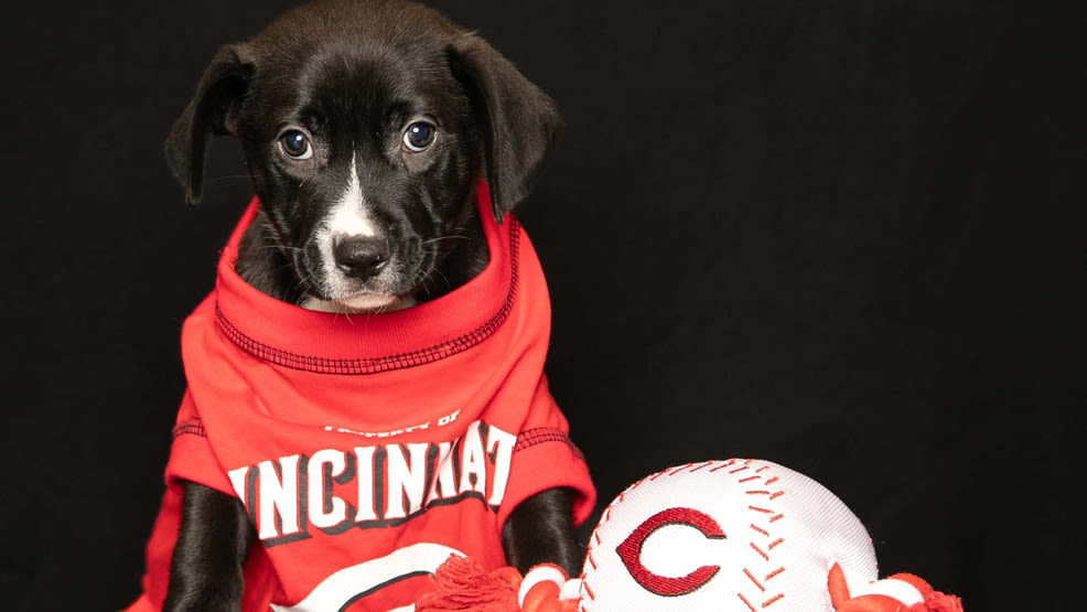 Puppies named after Cincinnati Reds players are up for adoption