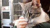 California Cat Missing for 9 Years Turns Up at an Idaho Shelter 1,000 Miles from Home