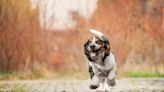 Basset Hound's 'Short Stubby Legs' Steal the Show As She Navigates Agility Course