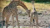 You Really Don’t Want to Know How Giraffes Flirt