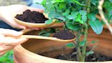 Jardinería sostenible: cómo hacer abono casero