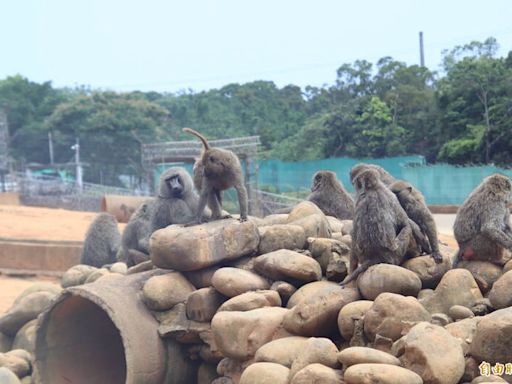 東非狒狒餘波 動保團體指控六福村動物園濫訴追殺