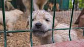 Missouri has 23 'problematic puppy mills,' the most in the nation