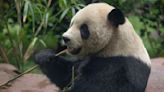 Giant pandas Yun Chuan and Xin Bao set for Aug. 8 San Diego Zoo debut