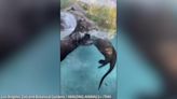 Adorable giant otters perform synchronised swimming routine for their keeper