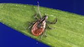 Tick Season Has Arrived. Here Are Tips for Protection.