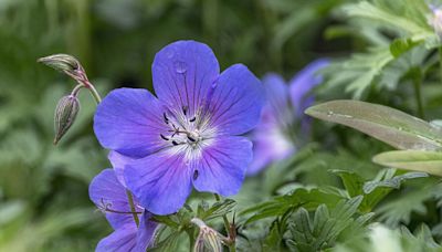 Protect geraniums now to ensure plants' 'vibrant blooms survive autumn'