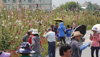 員林2萬5千朵蜀葵花齊放 民眾置身萬紫千紅花海中