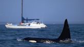 Las orcas hundieron otro barco en Gibraltar y ya se convirtieron en un verdadero desafío para la navegación en el Mediterráneo