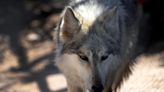 Arizona's wayward wandering wolf is finally freed from lobo lockup