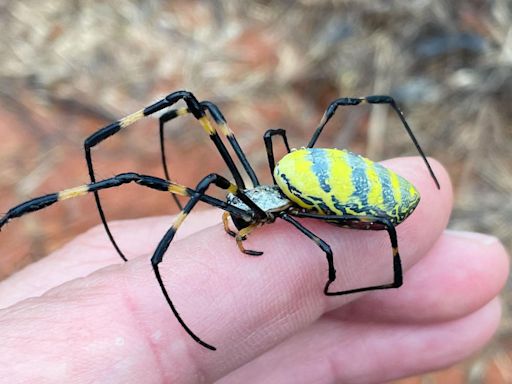 The giant flying Joro spiders are not in Pennsylvania yet, entomologist says