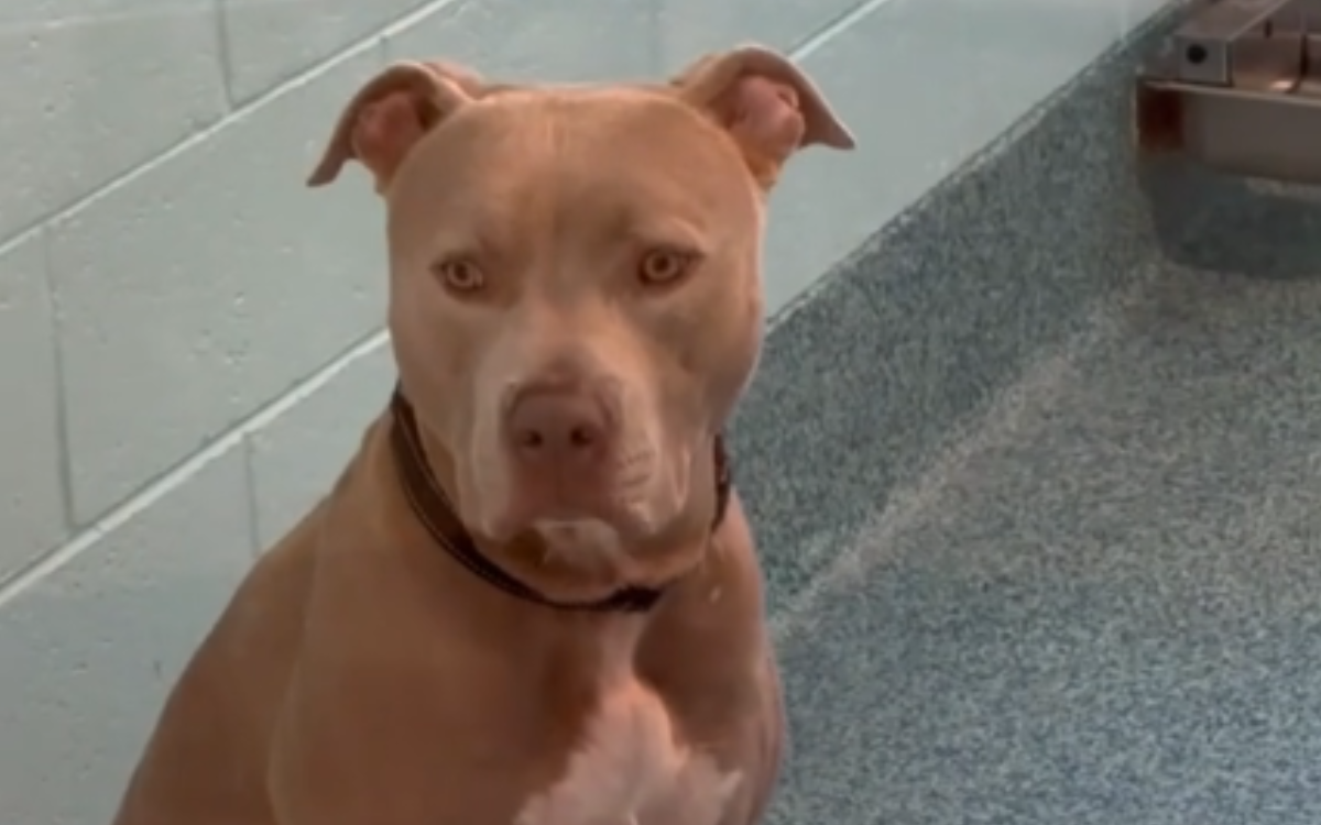 Face of dog who "struggles to make human friends" after 785 days in shelter