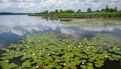 El hogar del águila arpía y lagos vírgenes, entre las 11 nuevas reservas de biosfera en el mundo