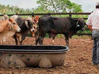 Ganaderos, en emergencia por el calor