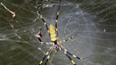 Giant spiders could soon be parachuting into New York