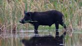 Six 'winners' of Louisiana state-run hog hunting contest accused of cheating, face criminal charges