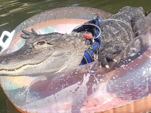 Wallygator Is Still Missing And Owner Joie Henney Needs The Public's Help!