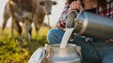 How raw milk is the battleground in America's toxic new culture war