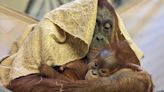 En el zoológico no estaban seguros de quién era el padre de una cría de orangután. Una celebridad reveló los resultados de la prueba de paternidad