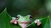 Intents Could Frog Leap The Complexity Of Defi