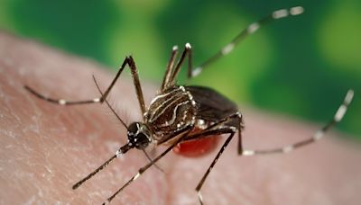 Puerto Rico declares dengue epidemic as cases climb