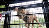 超級叢林巴士，親手餵食棕熊、獅子、長頸鹿～日本富士野生動物園Fuji Safari Park