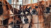 Veterinarian Explains How To Safeguard Pets Against 'Dumping Season'