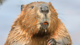 San Diego Zoo Offers up a ‘Speed Round’ Beaver Anatomy Lesson
