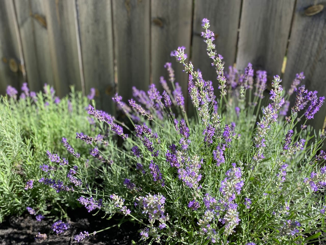 Whimsical Fairy Festival coming to Michigan lavender farm