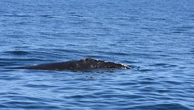 Entangled right whale reported north of New England. Cape Cod rescuers standing by.