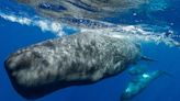 AI Decodes Sperm Whale Language, Revealing a Complex System of Communication