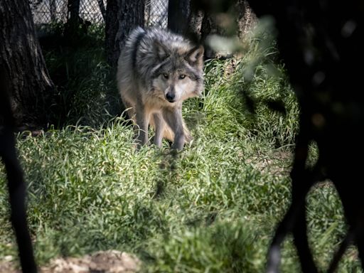 Attaque de loups à Thoiry : la joggeuse épinglée pour un autre incident dans le zoo