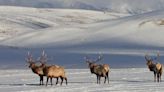 National Elk Refuge will stake out the future of feeding; legal challenges all but certain