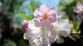 Rhododendron Festival returns to Cape Cod. Here's what to know for this year's event.