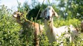 Goats are helping Niagara Parks mow down an invasive reed problem | CBC News