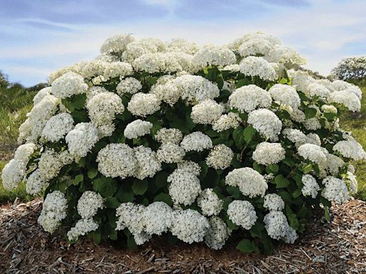 A New Hydrangea Is Coming in 2025—and It Has More Flowers Than You've Ever Seen