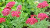 Should I deadhead yarrow? Gardening experts share their knowhow for more blooms