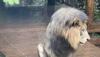 非洲獅淋雨罰站 壽山動物園解釋「牠想涼一下」