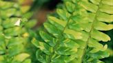 How to Plant and Grow a Christmas Fern