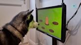 Video Game Console for Dogs Dispenses Treats, Fights Dementia