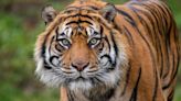 Tiger living at Point Defiance Zoo & Aquarium euthanized over the weekend